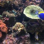 SEA LIFE Korallenriff