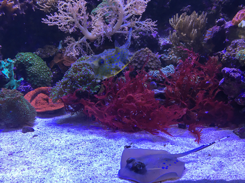 SEA LIFE Korallenriff
